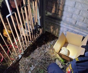 ​Nietypowa akcja strażników i strażaków z Leszna. Uratowali jeża uwięzionego w ogrodzeniu