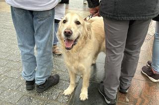 WOŚP 2024 w Krakowie. Grupa Golden Retriever opanowała cały Rynek Główny!