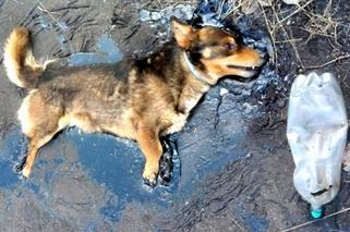 Fart wtopił się w asfalt