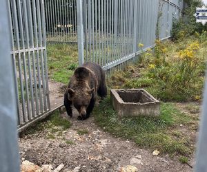 Niedźwiedź brunatny w prywatnej zagrodzie. 49-latek z zarzutami