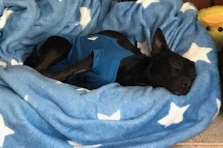 Daria zamknęła psa w mieszkaniu i wyjechała. Teraz Daisy ma nowy dom