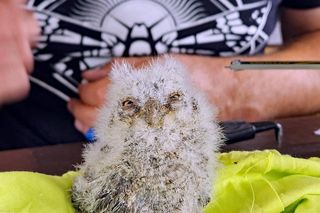 Syczek odkryty w Polsce