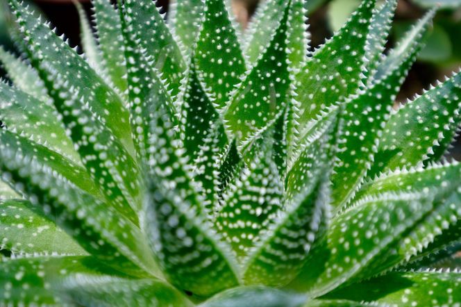 Aloes ościsty