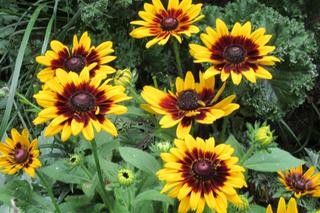 Słonecznik Ring of Fire