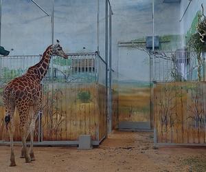 Zamość: Wyczekiwana samica żyrafy powoli zadomawia się w zamojskim zoo