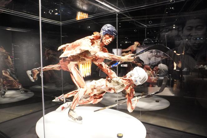 Wystawa z ludzkiego ciała. Body Worlds powróciła do Gdańska po 5 latach 