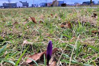 Krokusy pojawił się na Bulwarach Wiślanych w Krakowie