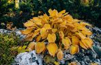 Hosta jesienią