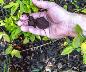 We wrześniu zawsze podsypuję tym krzewy borówek. W kolejnym sezonie mam zatrzęsienie owoców jak nikt w okolicy