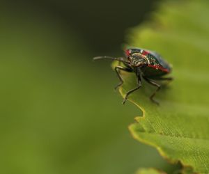 Warzywnica kapustna - groźny szkodnik kapusty. Jak zwalczać warzywnicę kapustną? 