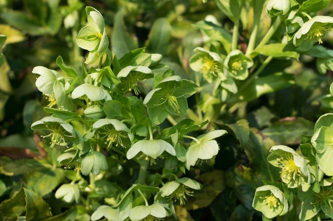 Ciemiernik korsykański - Helleborus lividus