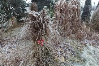 Co robić lutym w ogrodzie i na działce? To czas planowania, ale i początek ogrodniczej pracy