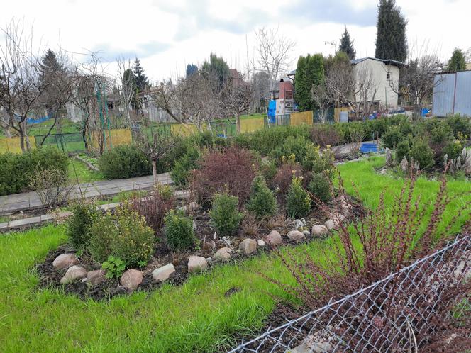 Wiosenne prace w toruńskich ogródkach działkowych