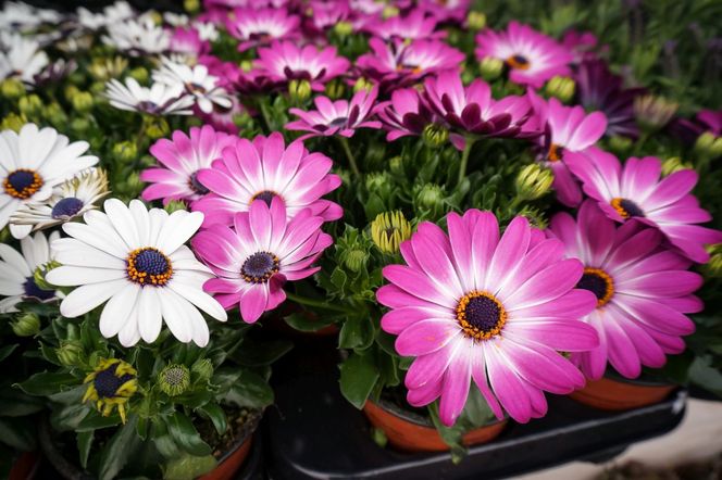 Osteospermum