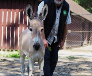 ZOO w Warszawie ma już 97 lat. Wielka feta w stołecznym ogrodzie! Jakie tajemnice kryje jego historia?