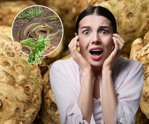 A to feler! Z selera wypełzł wąż! Kobieta najadła się strachu