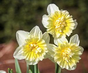 Już 1 kwietnia po zimowej przerwie otwiera się wrocławski Ogród Botaniczny UWr! Co będzie się działo? Ile kosztują bilety?