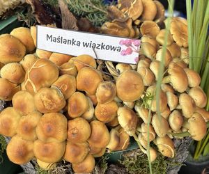 Grzybowe święto w Lublinie. Plac Litewski zamienił się w las pełen grzybów.