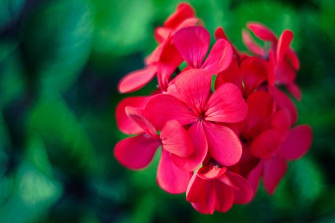 Pelargonie – klasyka balkonowa, która nie zawodzi