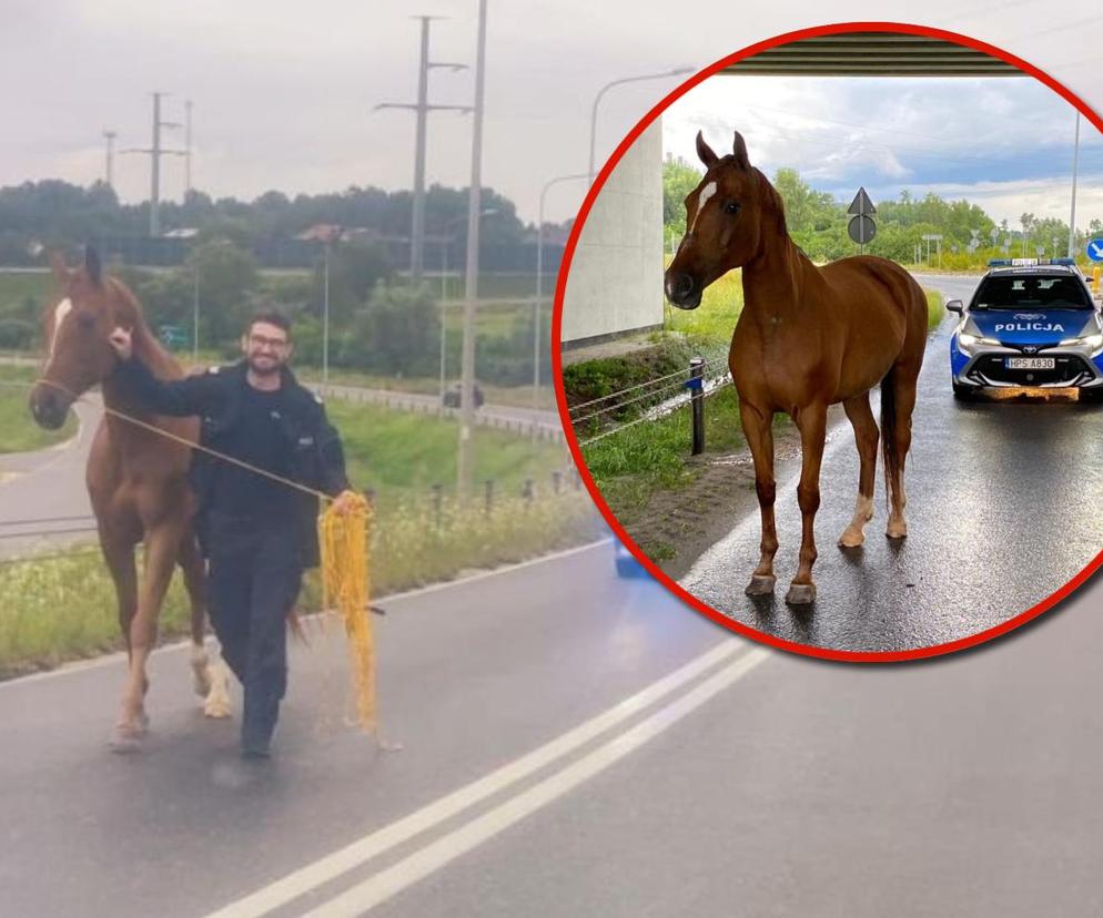 Policjanci zaopiekowali się koniem