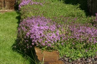 Macierzanka piaskowa - Thymus serpyllum