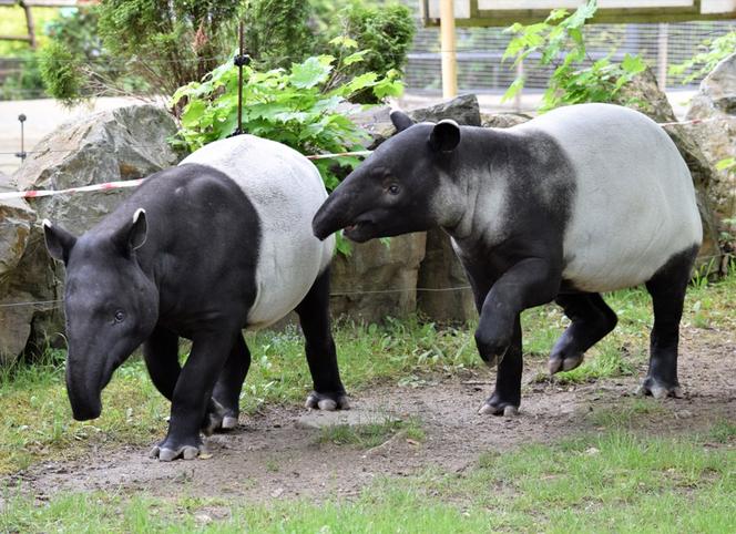 Nowa wyjątkowa mieszkanka płockiego ZOO - partner czekał na nią aż 6 lat!