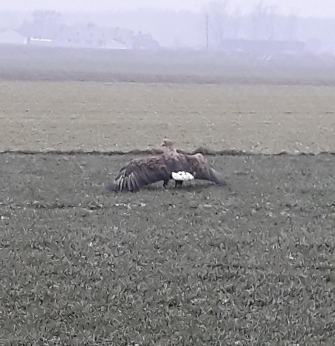 Akcja służb pod Piotrkowem Trybunalskim. Uratowano potężnego orła!