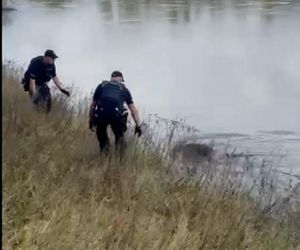 Policjanci uratowali tonącą sarenkę