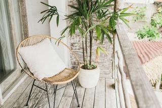 Jakie rośliny sadzić w marcu na balkonie?