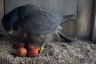 Wrotka zniosła kolejne jajko. W gnieździe jest ich już pięć