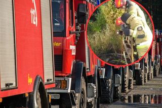 Niecodzienna akcja strażaków z Radomska. Pies i lis czekali razem na ratunek
