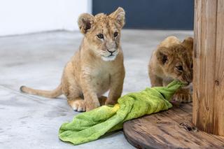 Uratował porzucone lwiątka