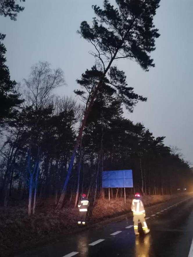 Drzewa na samochodach, zerwane dachy, brak prądu. Skutki wichury w Toruniu i okolicach