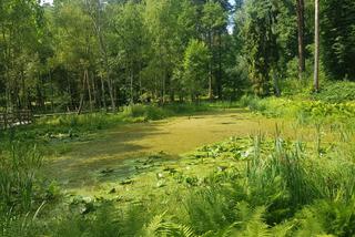 Leśne Arboretum Warmii i Mazur w Kudypach