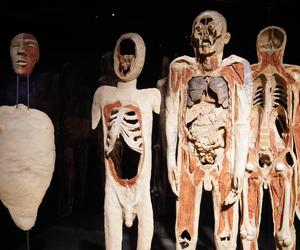 Wystawa z ludzkiego ciała. Body Worlds powróciła do Gdańska po 5 latach 