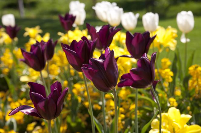 Tulipany