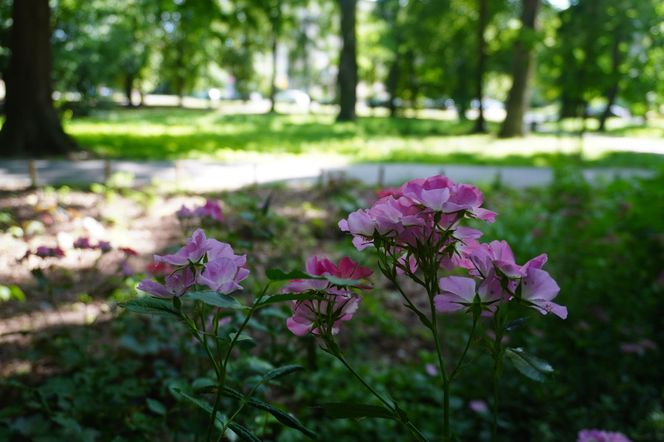 Park Miejski w Sandomierzu