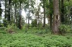 Zabytkowy park pod Lubawą zmienił się nie do poznania. Teraz wygląda jak z bajki