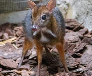 W Warszawskim ZOO urodził się myszojeleń