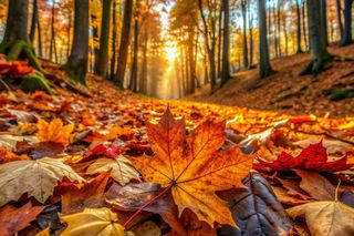 Jesienne spacery po lesie. 10 najpiękniejszych miejsc w Polsce!