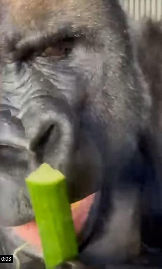 Goryli amant wyruszył na randkę życia. Bwana założy rodzinę w Szwajcarii. „Będziemy tęsknić”