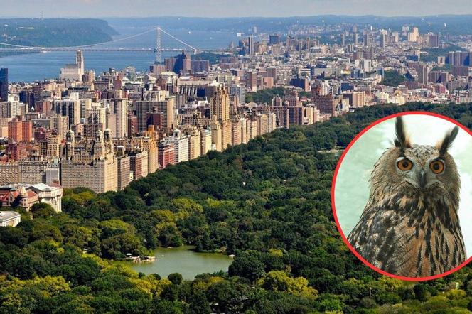 Falco, uciekinier z zoo w Central Parku w Nowym Jorku, nie żyje