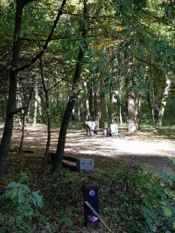 Las Zwierzyniecki w jesiennej odsłonie. Leśna dżungla w sercu Białegostoku [ZDJĘCIA]