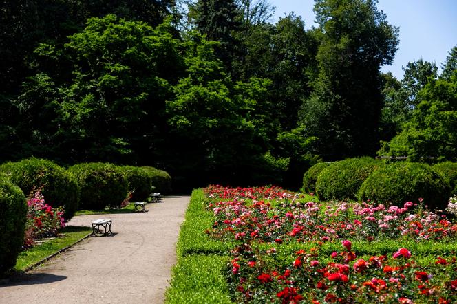 Różanka w Parku Skaryszewskim w Warszawie