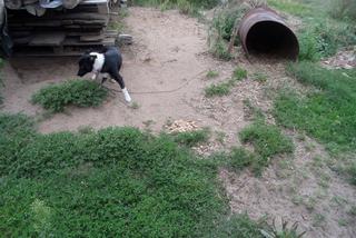 1 proc. podatku dla podopiecznych. Wspomóż Towarzystwo Opieki nad Zwierzętami