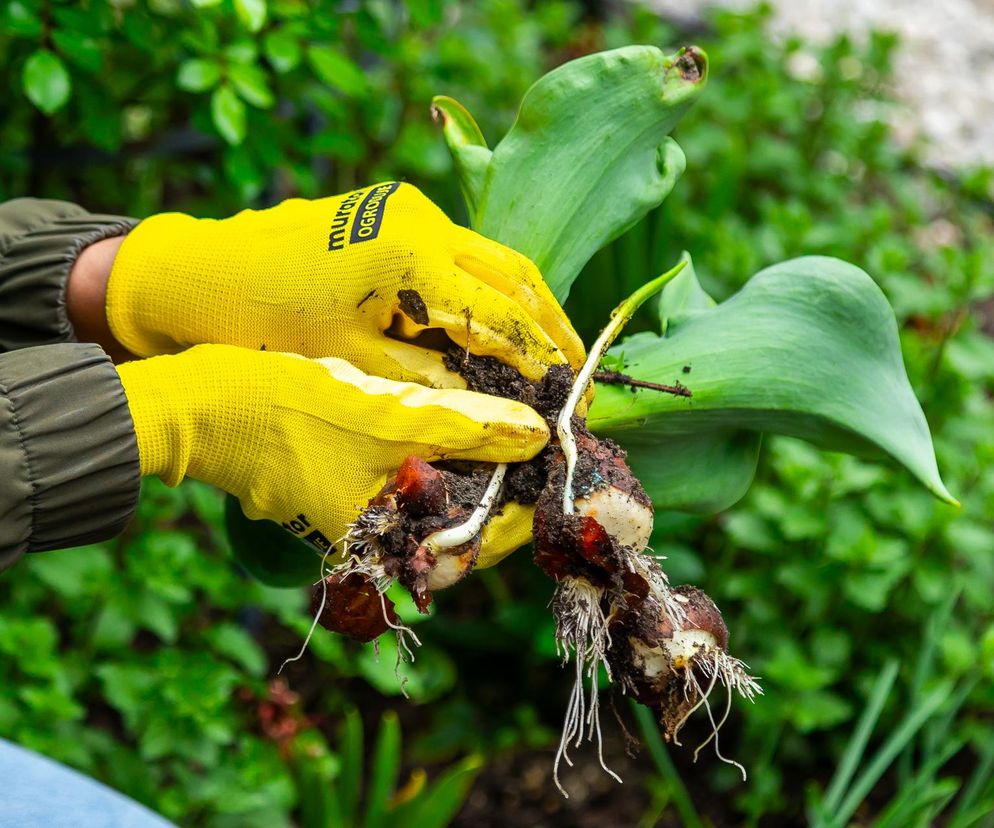Tulipany, Murator Ogroduje