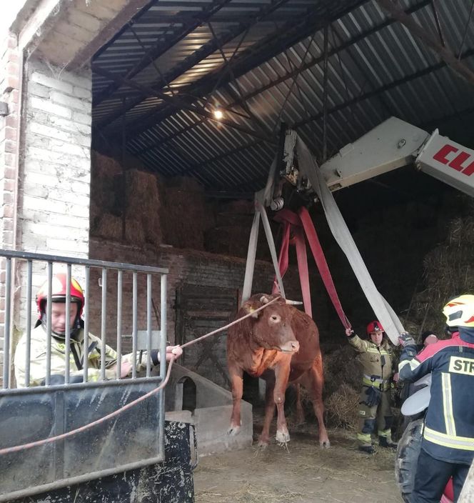 Krowa wpadła do silosa w Strzeszkowicach Dużych