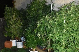 Pleszew: Hodowali konopie w niezamieszkałym domu