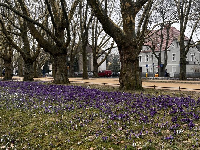 Krokusy w Szczecinie 