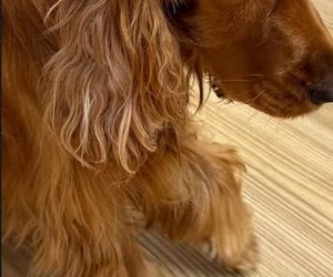 Paco, pies Moniki Richardson